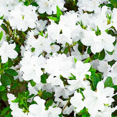 Азалия Japonica White фото