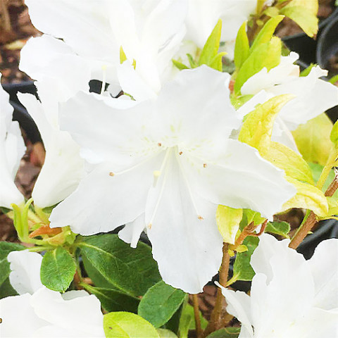 Азалия Japonica White фото