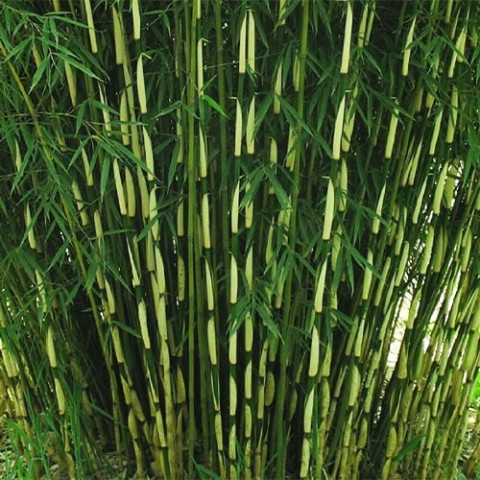 Бамбук Formidable (горшок 1л h 10/20 см) фото