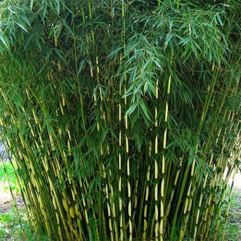 Бамбук Pingwu (горшок 1л h 20/30 см) фото