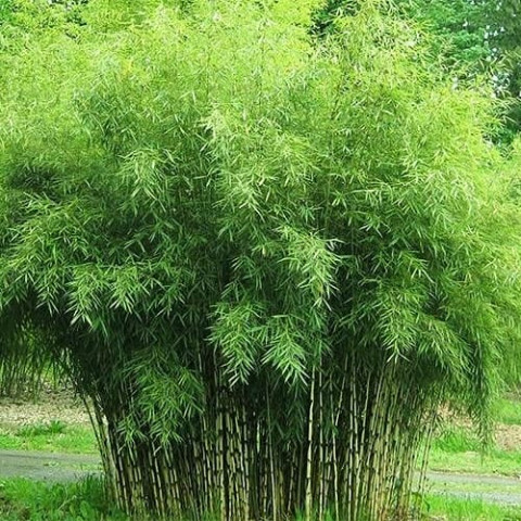 Бамбук Tauro (горшок 1л h 10/20 см) фото