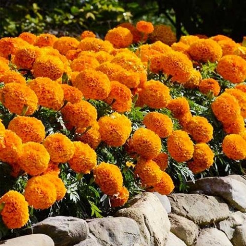 Бархатцы Купидон, оранжевые фото