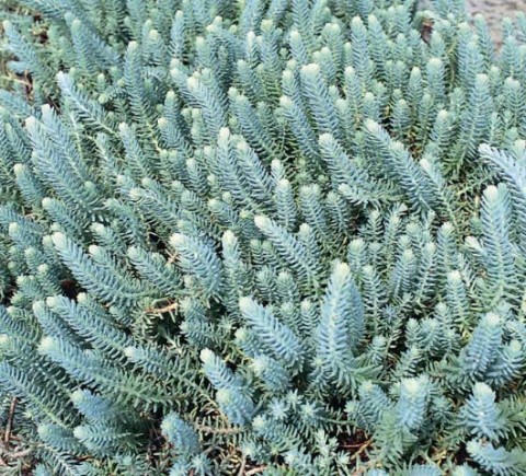 Седум Blue Spruce (рассада) фото