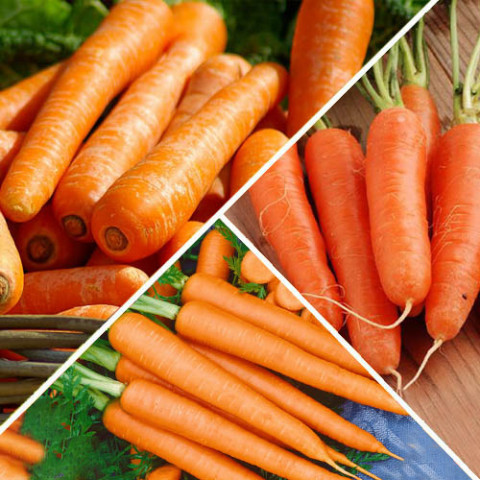 Набор семян моркови Большая корзина (3 упаковки) фото