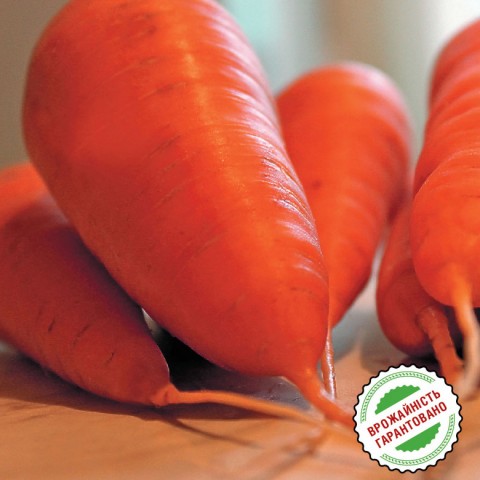 Морковь Болтекс, поздняя тип Шантане фото
