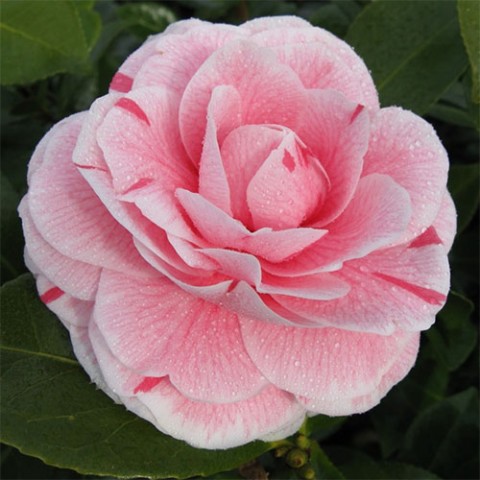 Камелия Розовая фото