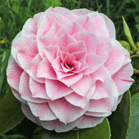 Камелия Розовая фото