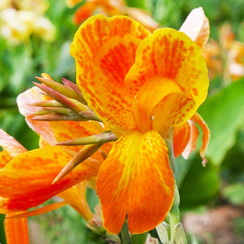 Канна Сarnaval (Многоцветный цветок) фото