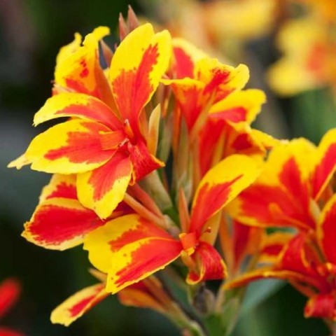 Канна Queen Charlotte (Многоцветный цветок) фото