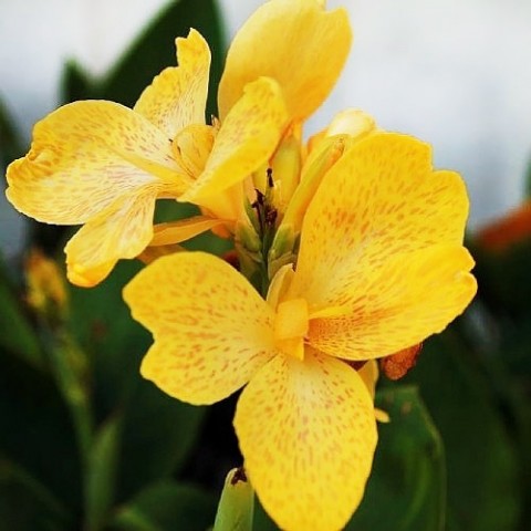 Канна Tropical Yellow фото
