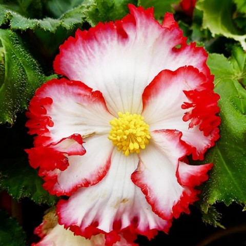 Бегония Crispa Marginata бело-красная (Бахромчатые цветы) фото