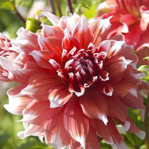 Георгина Frost Nip (Гигантский цветок) фото