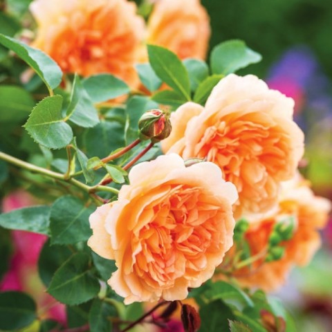 Роза Dame Judi Dench (Гигантский цветок) фото