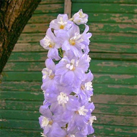 Дельфиниум Lavender White Bee фото