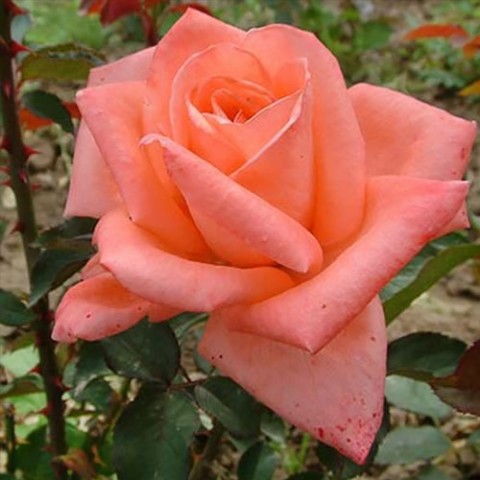 Роза Dolce Vita фото