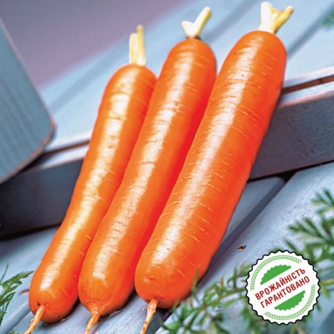 Морковь Дордонь F1, поздняя Нантский тип фото