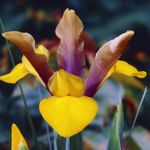 Ирис Hollandica Purple-Bronze-Yellow фото