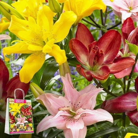 Премиум лилии Exotic (брендовая упаковка) фото