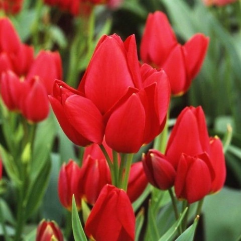 Тюльпан Red Georgette фото