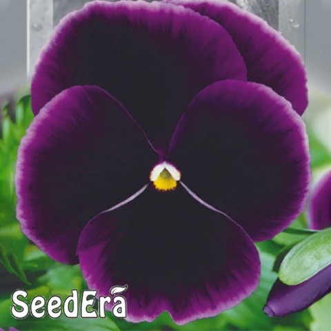 Фиалка садовая Швейцарский гигант Фиолетовый двухлетний фото