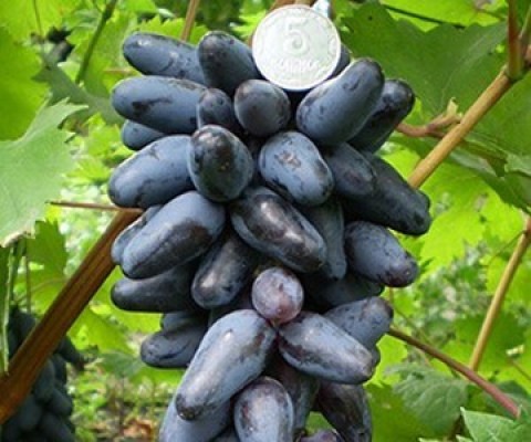 Виноград Одесский сувенир фото