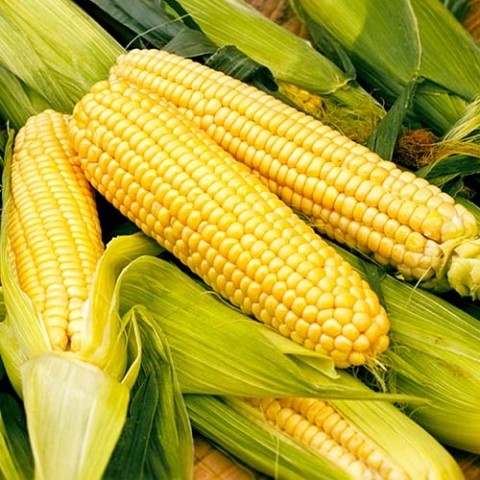 Кукуруза Сахарная Мираж гигант-пакет фото