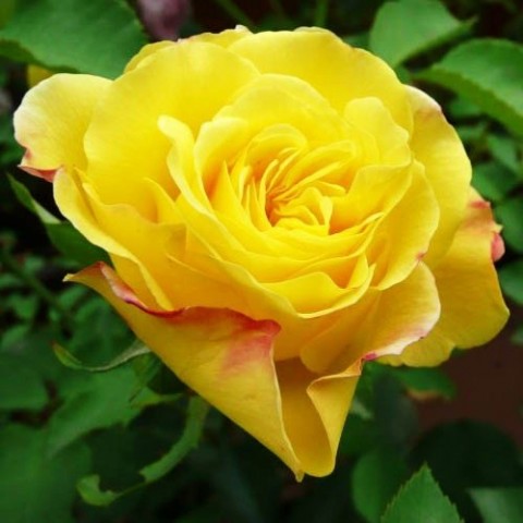 Роза плетистая Goldstern фото