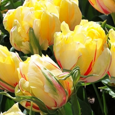 Тюльпан Frejus фото