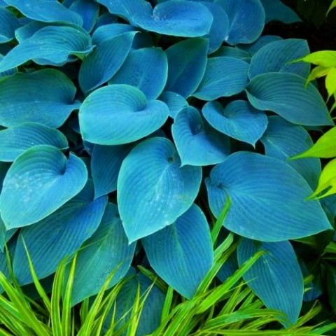 Хоста Halcyon (Голубые листья) фото