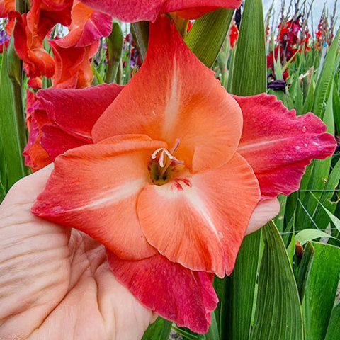 Гладиолус Ocaso (Гигантский цветок) фото