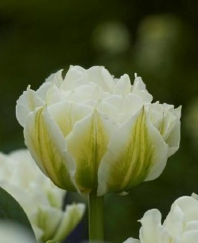 Тюльпан Global Desire 50 фото