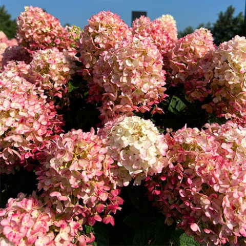 Гортензия Little Rosy (Меняет цвет) фото