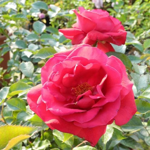 Роза Grande Classe фото