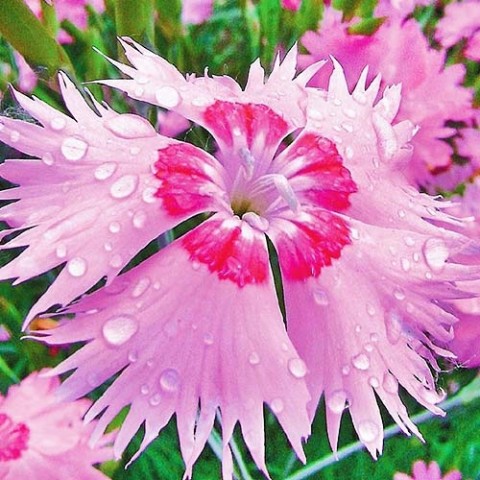 Гвоздика Розовый Амур фото