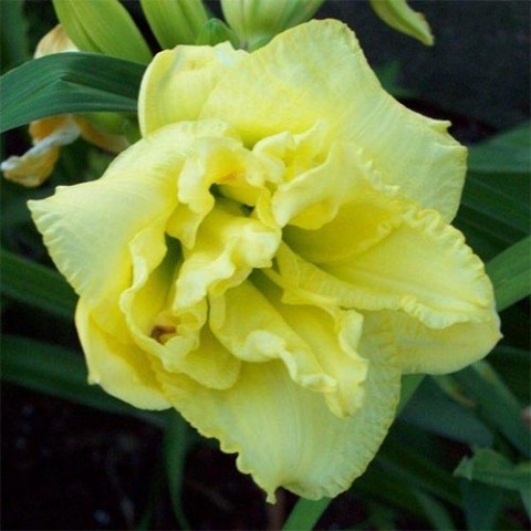 Лилейник Cabbage Flower фото