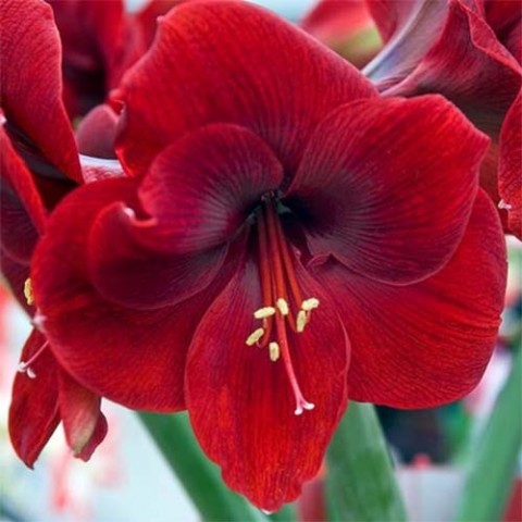 Амариллис Magnum (Гигантский цветок) фото