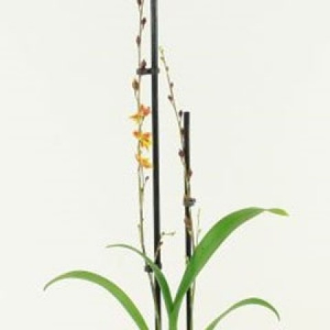 Орхидея Howeara Mimi Primi фото