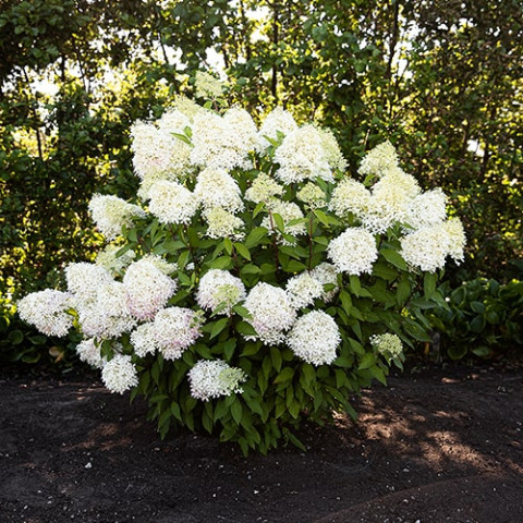 Гортензия Royal Flower фото
