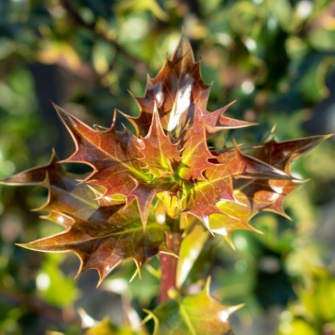 Падуб Aquifolium фото