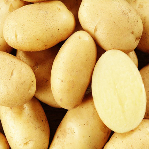 Семена картофеля Милена фото