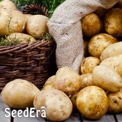 Семена картофеля Реванш фото
