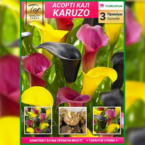 Премиум каллы Karuzo (брендовая упаковка) фото