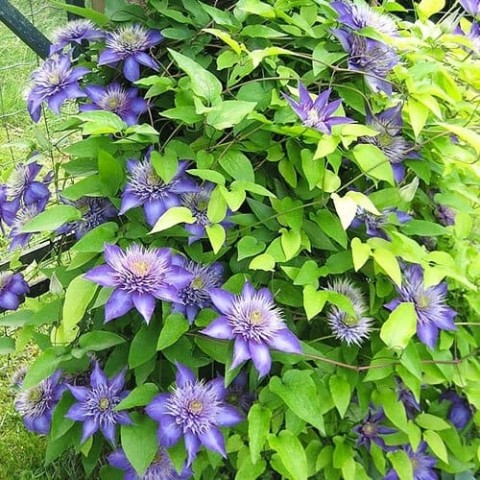 Клематис Multi Blue (Махровый цветок) фото