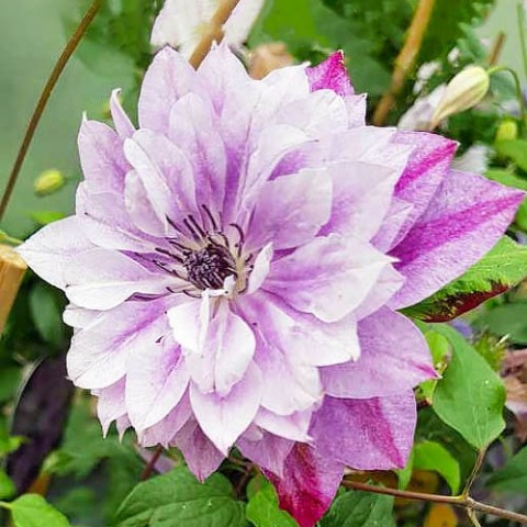 Клематис Super Cute (Махровый цветок) фото