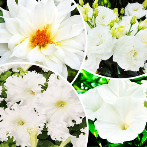Набор семян цветов Белое Пламя (4 упаковки) фото