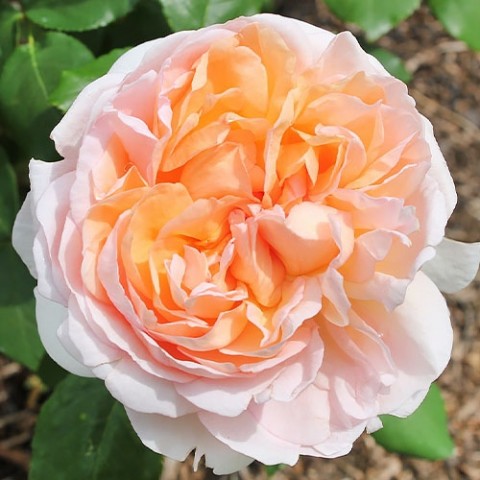 Роза Lady Gardener фото