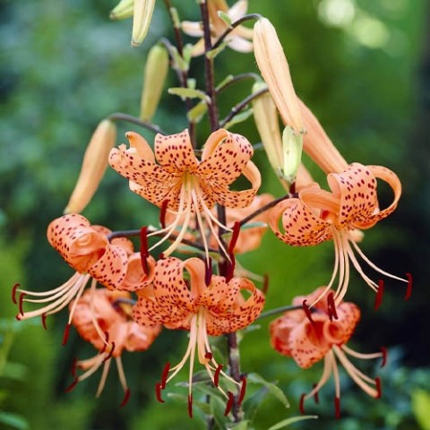 Лилия Lancifolium Splendens фото