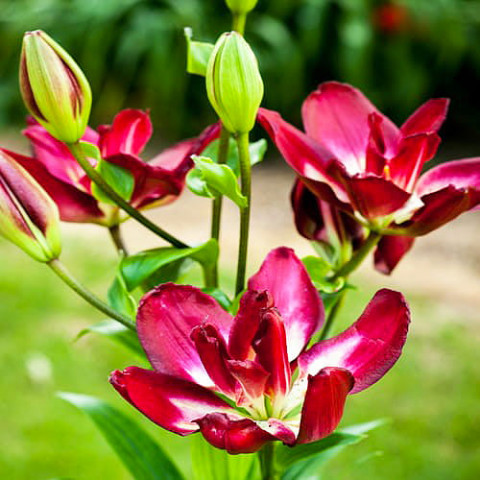 Лилия Double Sensation (Махровый цветок) фото