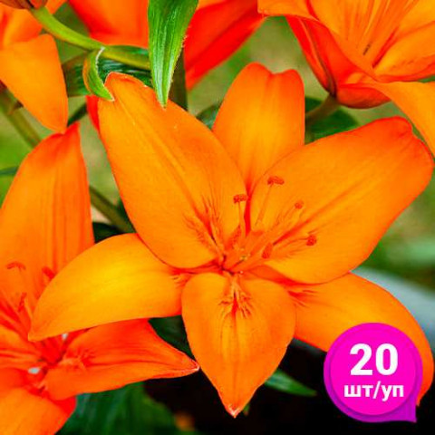 Лилия Orange Summer (Эконом-упаковка 20 шт) фото