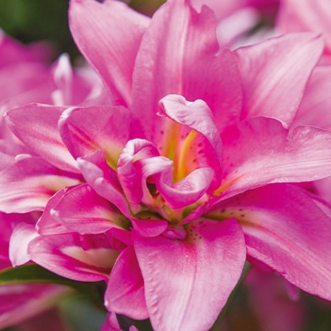 Лилия Double Surprise (Махровый цветок) фото